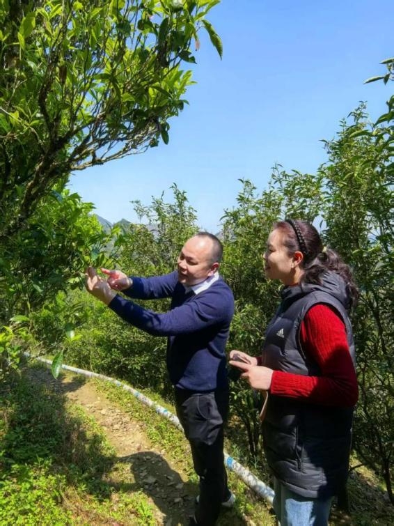 待来春 非遗传承人 文少哲先生在讲解凤凰单丛茶各大品种特性